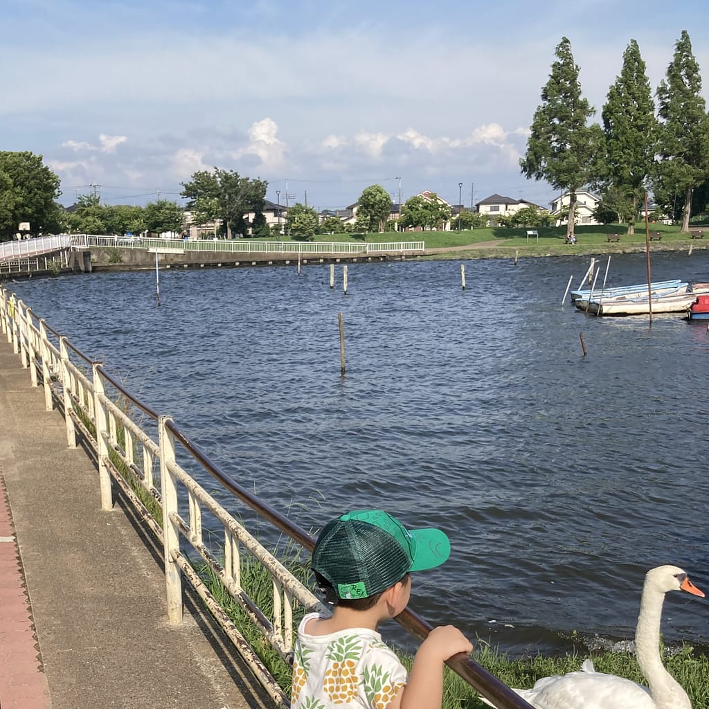 手賀沼公園と白鳥