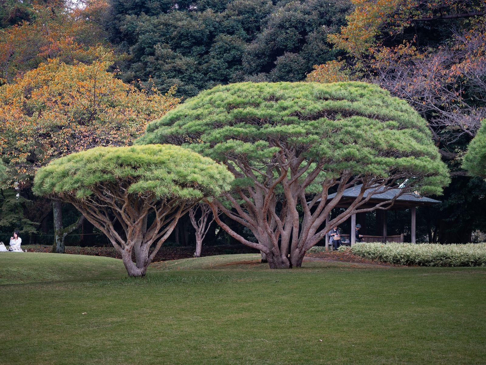 芝生の広がる公園