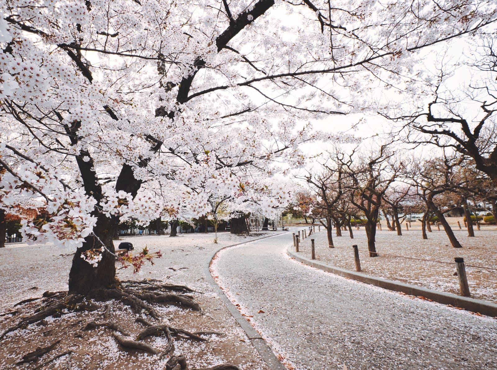 桜並木の小道
