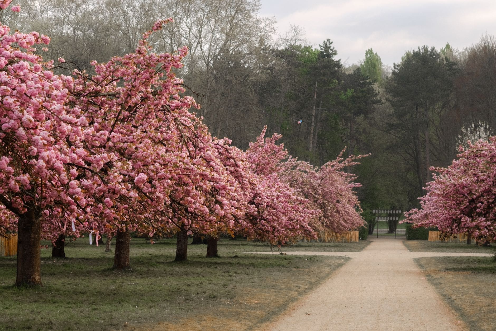 桜並木の遊歩道とベンチ